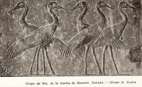 Esc, XXV-XXIV, DIN V, Mastaba, Ibis, M. Egipcio, Barln, Alemania, 2465-2345