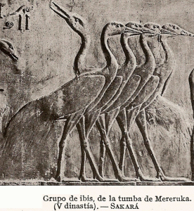 Esc, XXV-XXIV, DF IN V, Mastaba, Ibis, Saqqar, M. Egipcio, Berln, Alemania, 2465-2345