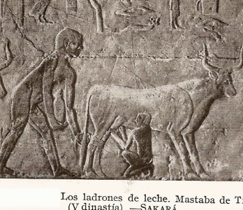 Esc, XXV-XXIV, DIN V, Mastaba, ladrones de leche, relieve, Saqqar, 2465-2345