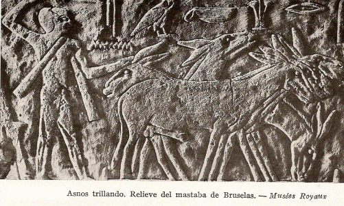 Esc, XXV-XXIV, DIN V, Mastaba, relieve, La trilla, M. Royeaux, Blgica, 2465-2345