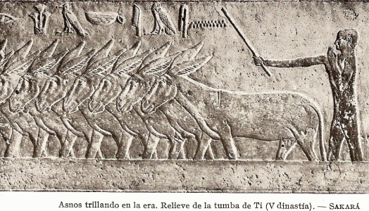 Esc, XXV-XXIV, DIN V, Mastaba, La trilla, Saqqar, 2465-2345