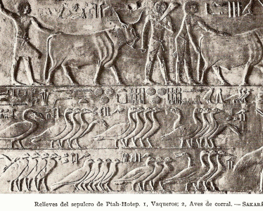 Esc, XXC-XXIV, DIN V, Tumba de Ptah Hotep, relieves, Saqqar, 2465-2345