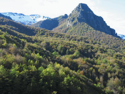Geo, Asturias, Vegetacin, Bosaque ocenico, Cuenca del Ro Naln