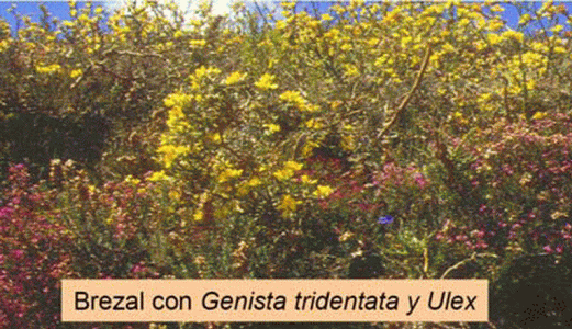 Geo, Asturias, Fsica, Vegetacin, Brezal con Genista, Tridentata y Ulex