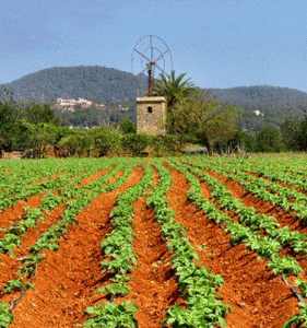 Econmica, Agricultura, Huerta, Mallorca, Baleares