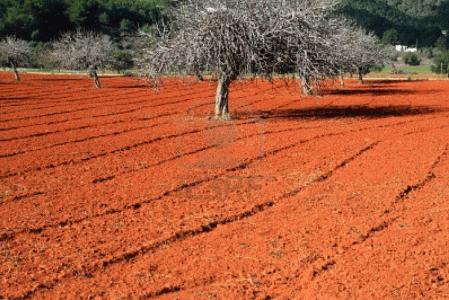 Econmica, Agricultura, Campo de arcilla roja, labrado, Ibiza, Baleares