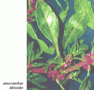 Fsica, Vegetacin, Amaranthus blitoides, Melilla, Espaa