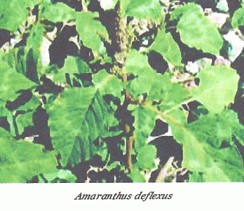 Fsica, Vegetacin, Amaranthus deflexus, Melilla, Espaa