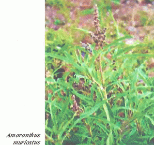 Fsica, Vegetacin, Amaranthus muricatus, Melilla, Espaa