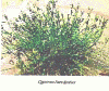Fsica, Vegetacin, Cyperus laevigatus, Melilla, Espaa