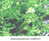 Fsica, Vegetacin, Mesembryanthemum nodiflorum, Melilla, Espaa
