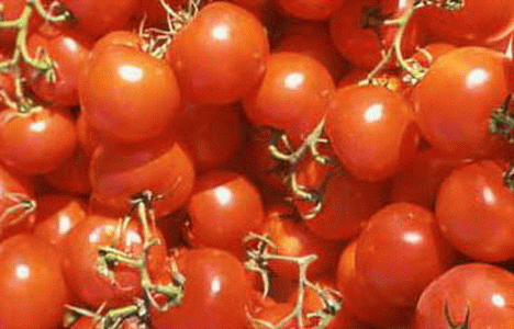 Geo, Murcia, Econmica, Agricultura, Tomates