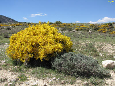 Geo, Murcia, Fsica, Vegetacin, Arbustiva Habito y Habitat del Aliaga o Genista Scorpius