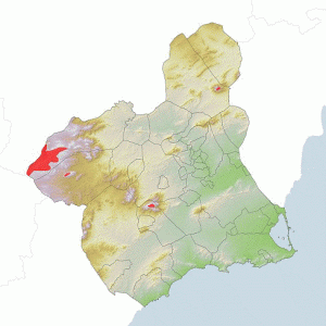 Geo, Murcia, Fsica, Vegetacin, Distribucin de Pino Blanco o Nigra salzmannii, Mapa