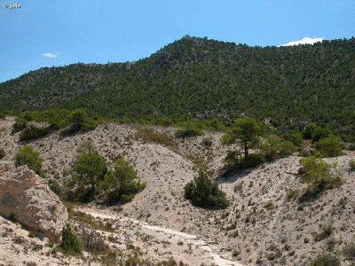 Geo, Murcia, Fsica, Vegetacin, Pinus Blanco o Pinus Nigra, Pinar de Villafuerte