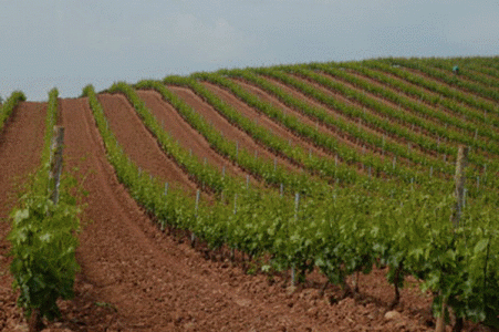 Geo, Rioja, Econmica, Agricultura, Viedo