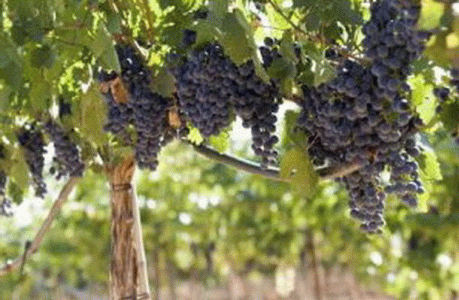 Geo, Rioja, Econmica, Agricultura, Viedo, Planta y fruto