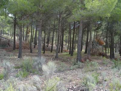 Fsica, Levantina, Vegetacin, Pinar Mediterrneo, Ibi, Alicante
