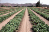 Econmica, Agricultura, Cultivo del Tabaco, Extremadura, Espaa