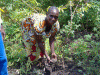 Economica, Agricultura Tradicional, Pequea Agricultora, Cosechando, Congo Kinshasa