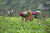 Economica, Agricultura Tradicional, Pequenos Agricultores Cosechando, Congo Kinshasa