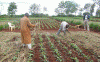 Economica, Agricultura, Transformacin y modernizacin, Congo Kinshasa
