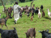 Econmica, Ganadera Caprina, Pastor con rebano de cabras, Congo Kinshasa
