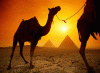 Econmica, Ganaderia, Camellos,  Egipto