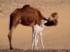 Econmica, Ganaderia, Camelidos Camello. con su Cra, Egipto
