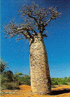 Fsica, Vegetacion, Baobab, Desierto de Ifaty, Madagascar