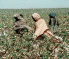 Econmica, Agricultura, Algodn, Recogida, Sudan Sur, 2013