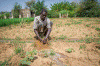 Econmica, Agricultura tradicional, Hombre trabajando la Tierra, Sudn Sur, 2014