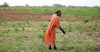 Econmica, Agricultura tradicional, Mujer Trabajando la Tierra, Sudan Sur
