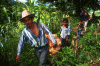 Economica Agricultura Tradicional Brasil