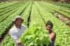 Economica Agricultura Moderna Plantacion de lechugas Ecuador