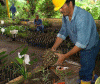 Economica Agricultura Plantones Ecuador