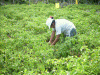 Economica Agricultura Tradicional Ecuador