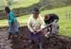 Economica Agricultura Tradicional Platando Patatas Ecuador