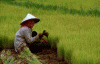 Economica Agricultura Tradicional Cultivo del arroz Japon